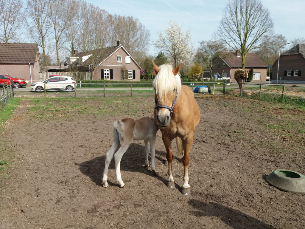 Braderie en op kraamvisite